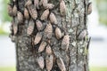 Spotted Lanternflies or lanternfly Lycorma delicatula on tree, Berks County, Pennsylvania