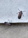 Bugs, Invasive Species, Infestation, Spotted Lanternfly