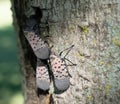 Spotted Lanternflies on Tree in Berks County, Pa