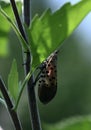 Spotted Lanternfly