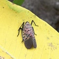 Spotted Lanternfly