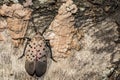 Spotted Lanternfly Egg Mass - Lycorma delicatula