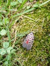 Bug, Invasive Species, Spotted Lanternfly, Insect, Pennsylvania, USA Royalty Free Stock Photo