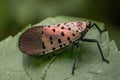 A spotted lanternfly on a leaf in a natural surrounding