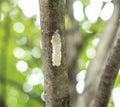 Spotted Lanternflies or lanternfly Lycorma delicatula eggs on tree, Berks County, Pennsylvania