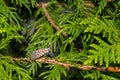 Spotted Lanternfly - Lycorma delicatula