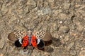 Spotted Lanternfly - Lycorma delicatula