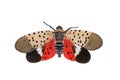 Spotted Lanternfly - Lycorma delicatula Royalty Free Stock Photo