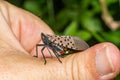 Spotted Lanternfly - Lycorma delicatula