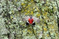 Spotted lanternfly Lycorma delicatula, an invasive pest, holds its wings open, exposing its bright red underwings