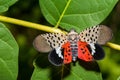 Spotted Lanternfly - Lycorma delicatula Royalty Free Stock Photo