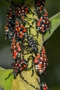 Spotted Lanternfly - Lycorma delicatula