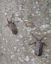 Spotted lanternfly, Lycorma delicatula