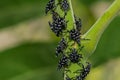 Spotted Lanternfly Nymph - Lycorma delicatula