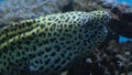 Spotted large predatory fish Muraena is a genus of fish of the moray family Muraenidae of the eel family Anguilliformes