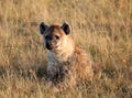 Spotted laughing hyena in masai mara game park Royalty Free Stock Photo