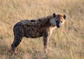 Spotted laughing hyena in masai mara game park Royalty Free Stock Photo
