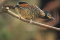 Spotted laughingthrush