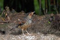 Spotted Laughingthrush foraging for food on the ground
