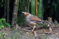 Spotted Laughingthrush foraging for food on the ground