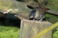 Spotted laughingthrush Royalty Free Stock Photo