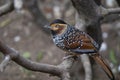 Spotted Laughingthrush on tree branch closeup, Lanthocincla ocellata