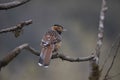 Spotted Laughingthrush on tree branch, Lanthocincla ocellata