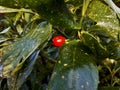 Spotted Laurel Berry in Green Leaves