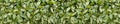 Spotted laurel bush hedge