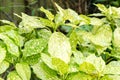 Spotted Laurel Plant Leaves Aucuba Japonica