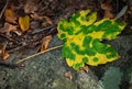Spotted leaf laing on the forest ground Royalty Free Stock Photo