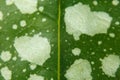 Spotted leaf of medunica pulmonaria