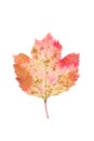 Spotted leaf viburnum on a white background Royalty Free Stock Photo