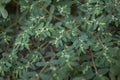 Spotted leaves of Euphorbia maculata plants