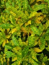 Spotted leaves, green and yellow
