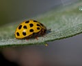 Spotted Lemon Ladybird, Psyllobora vigintiduepunctata Royalty Free Stock Photo