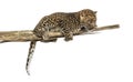 Spotted Leopard cub on a branch looking down, 7 weeks old Royalty Free Stock Photo