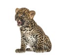 Spotted Leopard cub sitting- Panthera pardus, 7 weeks old