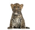 Spotted Leopard cub sitting - Panthera pardus, 7 weeks old Royalty Free Stock Photo