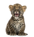Spotted Leopard cub sitting and roaring- Panthera pardus, 7 weeks old Royalty Free Stock Photo