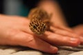 Spotted Leopard Gecko Up Close On Hand Walking