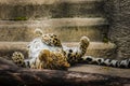 A spotted leopard sits in an aviary. Wild african predator