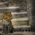 A spotted leopard sits in an aviary. Wild african predator