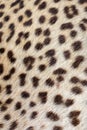 Spotted leopard skin Royalty Free Stock Photo