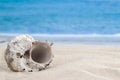 Spotted light spiky exotic seashell on sandy beach with waves on background