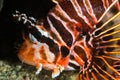 spotted lionfish head closeup