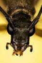 Spotted Longhorn Beetle, Black-and-yellow Longhorn Beetle, Longhorn Beetle, Rutpela maculate Royalty Free Stock Photo