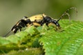 Spotted longhorn beetle (Rutpela maculata) nectaring on flower