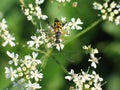 Spotted Longhorn Beetle, Rutpela maculata