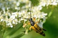 Spotted longhorn beetle (Rutpela maculata) in profile